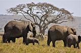 TANZANIA - Serengeti National Park - 077 Elefanti con cucciolo